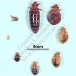 bed-bug-identification