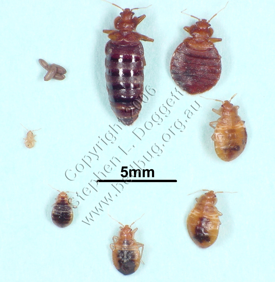 Bed Bugs Control PA