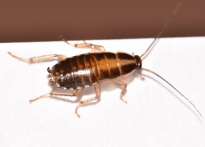 Treatment for Cockroaches Philadelphia