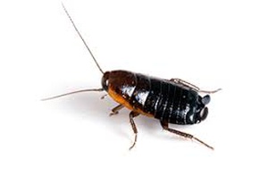 Oriental Cockroaches Extermination